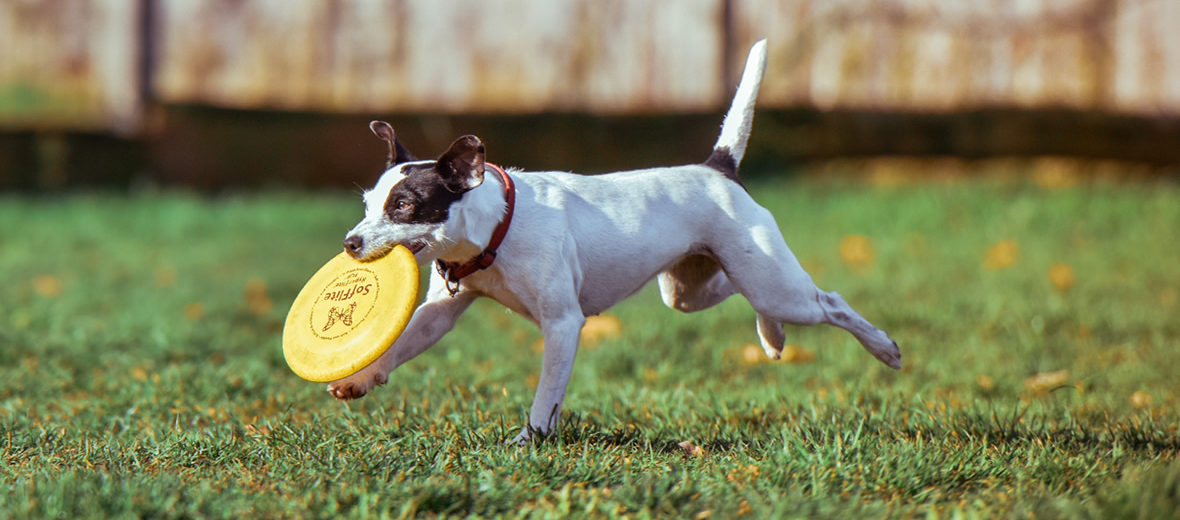 Día canino