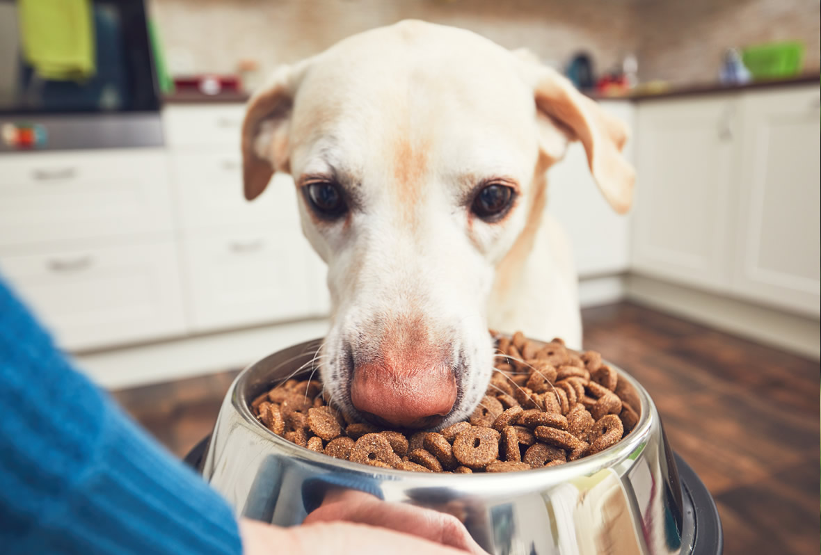 Cinco Consejos Para Elegir El Alimento Adecuado Para Tu Perro Blog