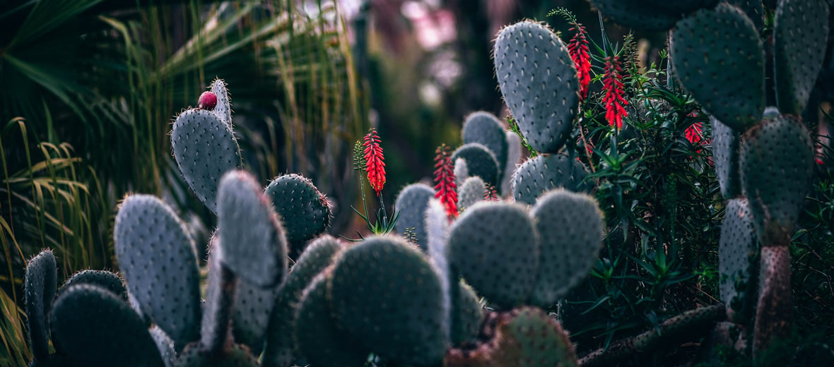 Remedios naturales para combatir plagas