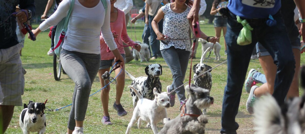 Día Canino