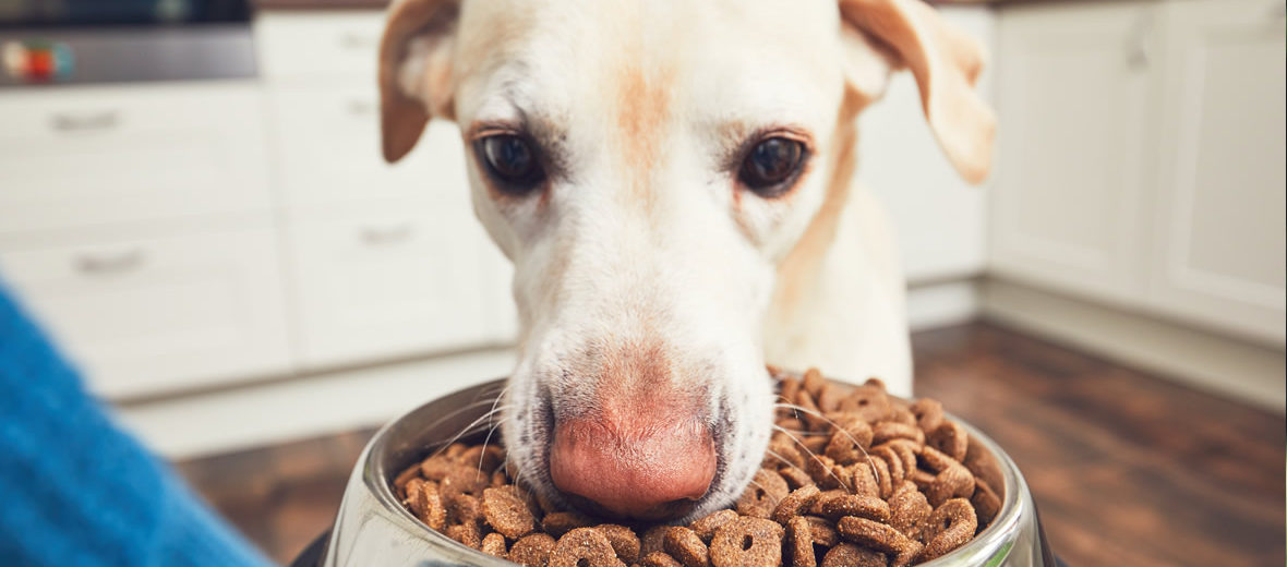 Cinco consejos para elegir el alimento adecuado para tu perro
