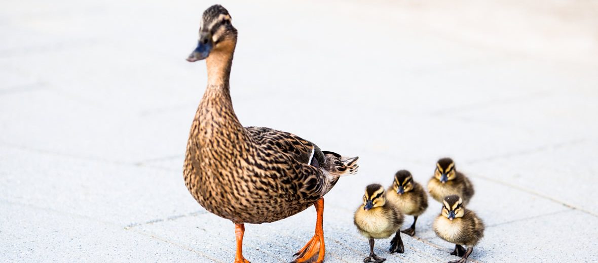 Patitos