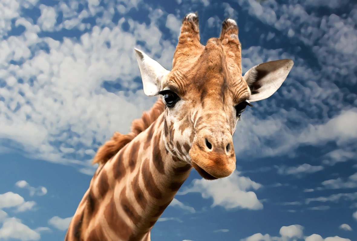 Día Mundial de los Animales | Blog Xochitla