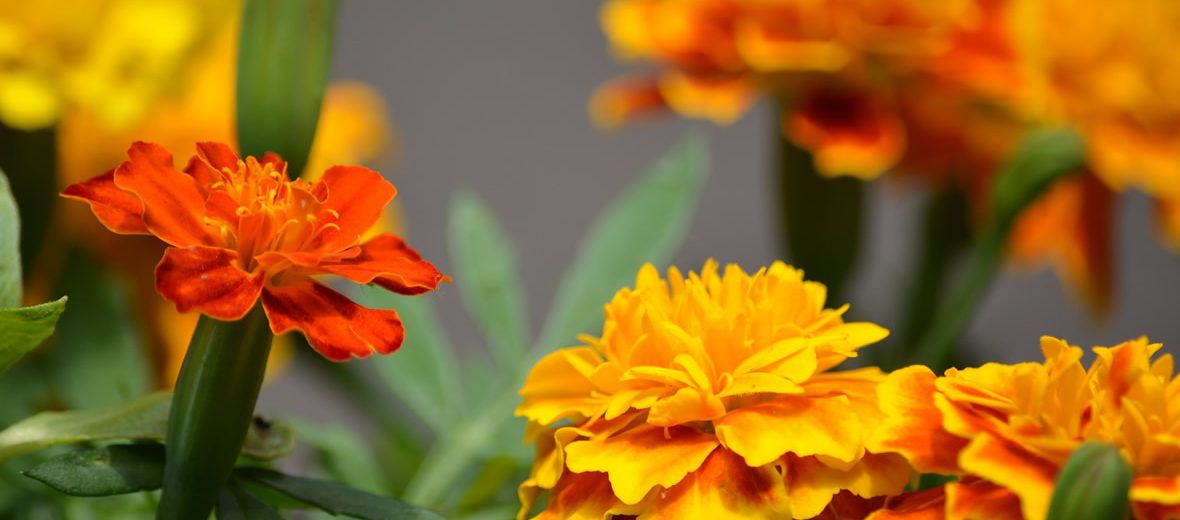 Cempasúchil, una flor típica para celebrar a los que ya no están con  nosotros | Blog Xochitla