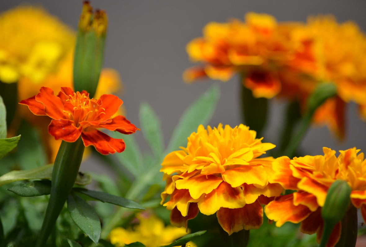 Cempasúchil, una flor típica para celebrar a los que ya no están con  nosotros | Blog Xochitla
