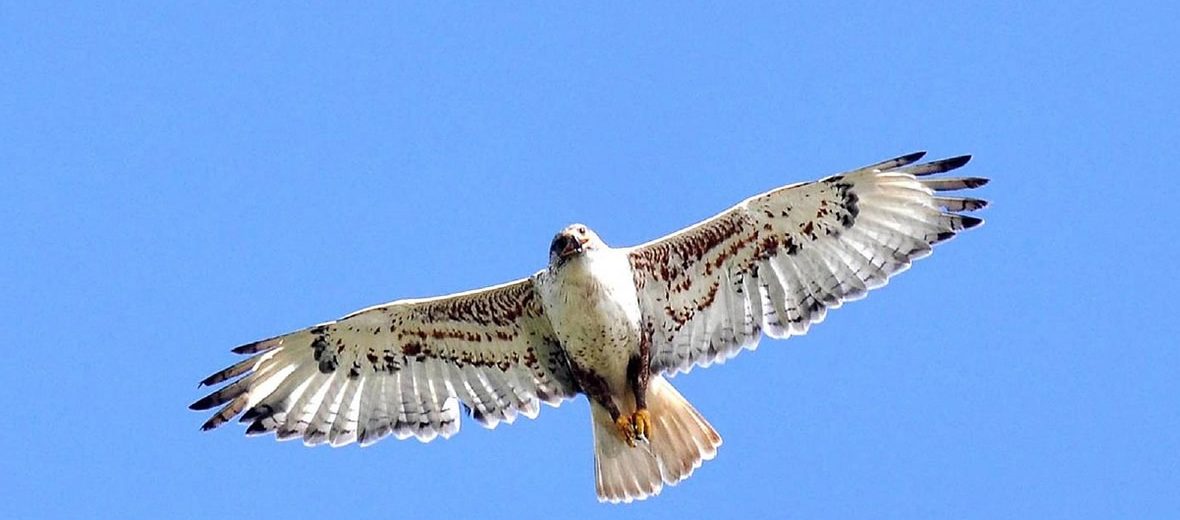Aguililla de Harris o Parabuteo unicinctus
