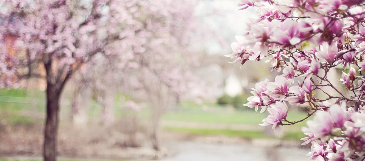 Conoce las flores mexicanas más hermosas
