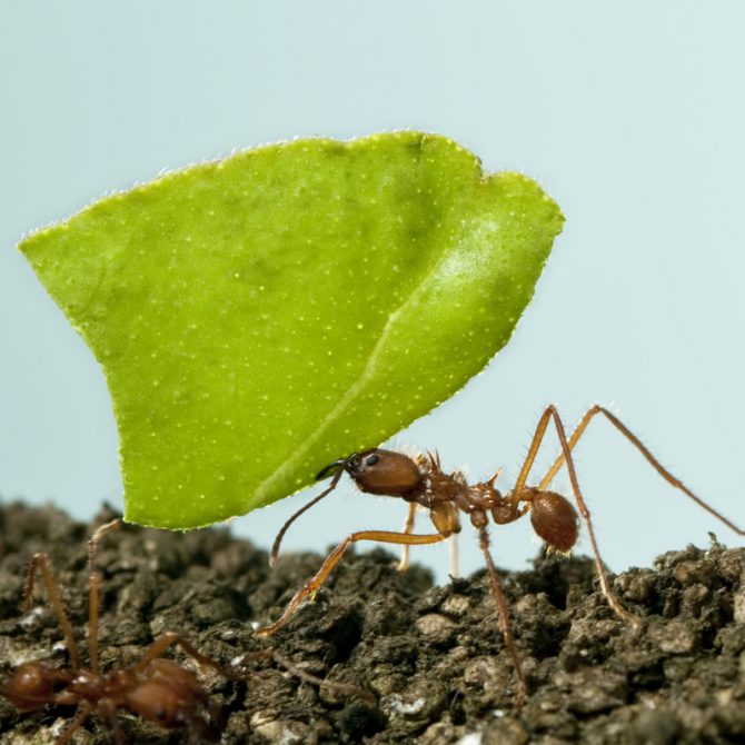 Las hormigas: una especie inteligente y socialmente organizada
