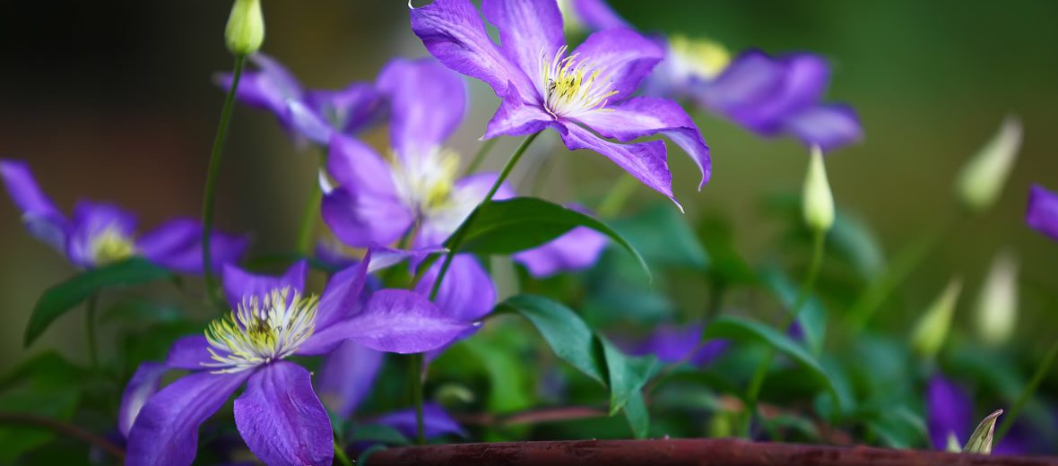 Flor