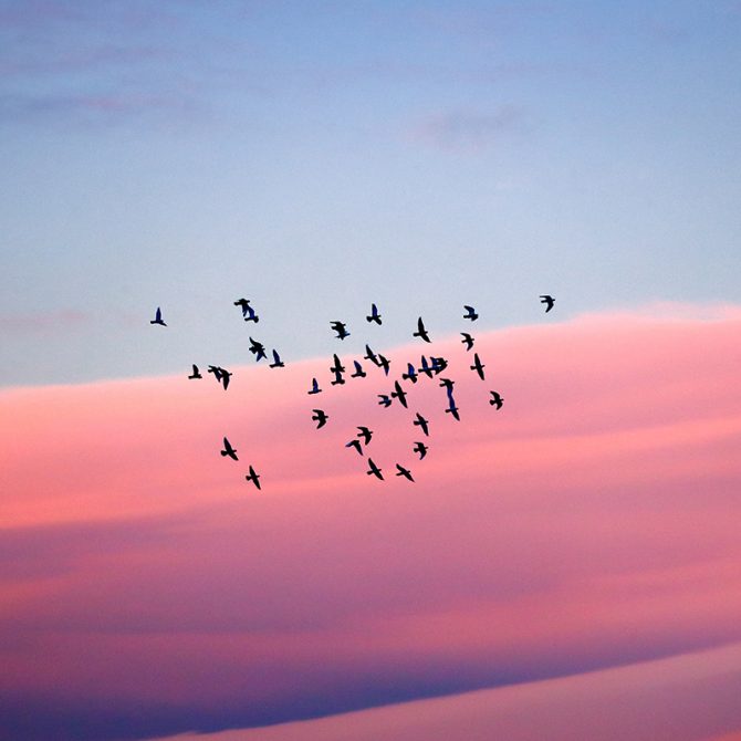 Aves migrando