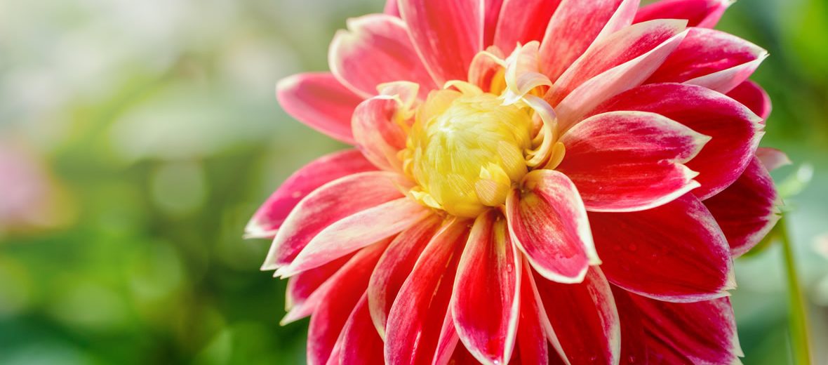 Entrega de la presea Dahlia excelsa a Fundación Xochitla