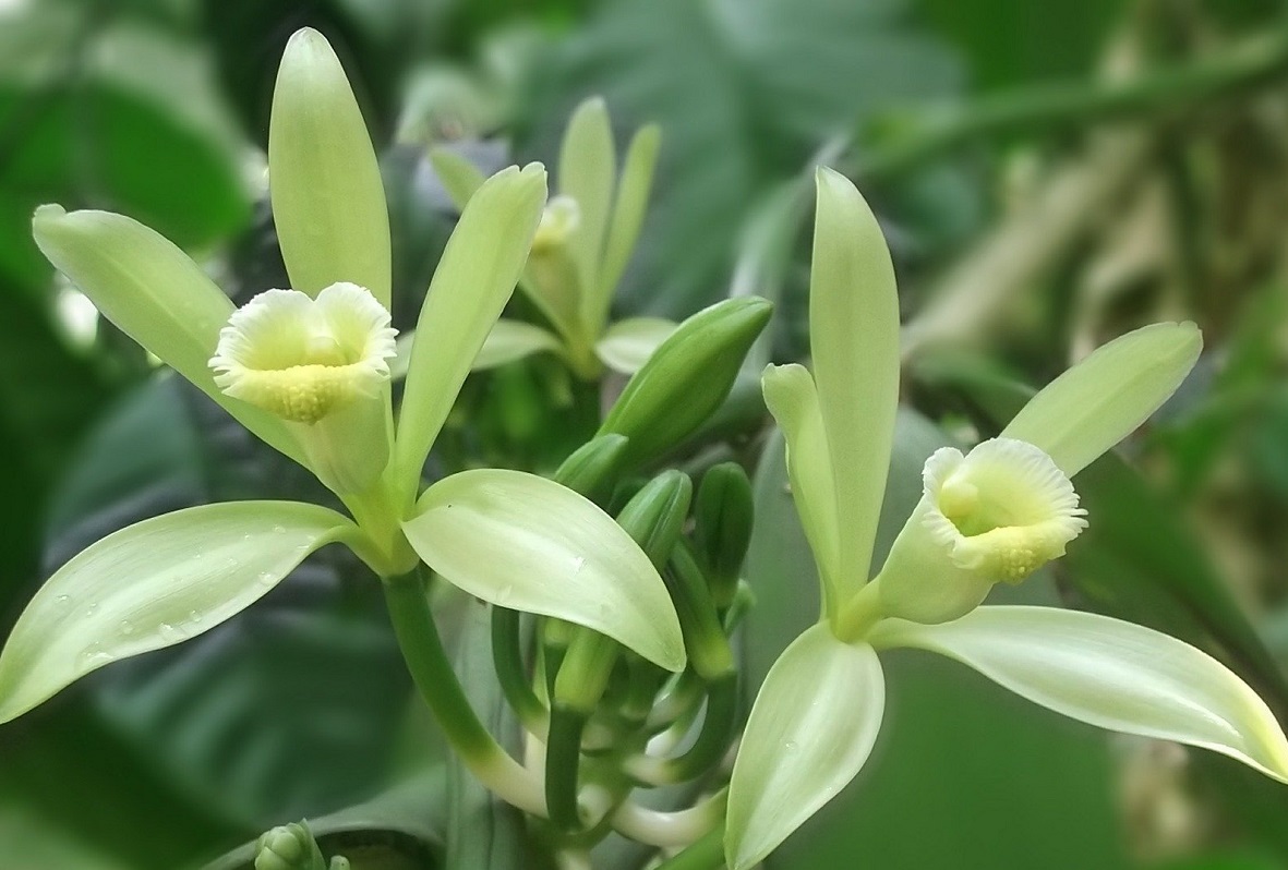 Orquídeas: Flores de tzacutli o de engrudo | Blog Xochitla