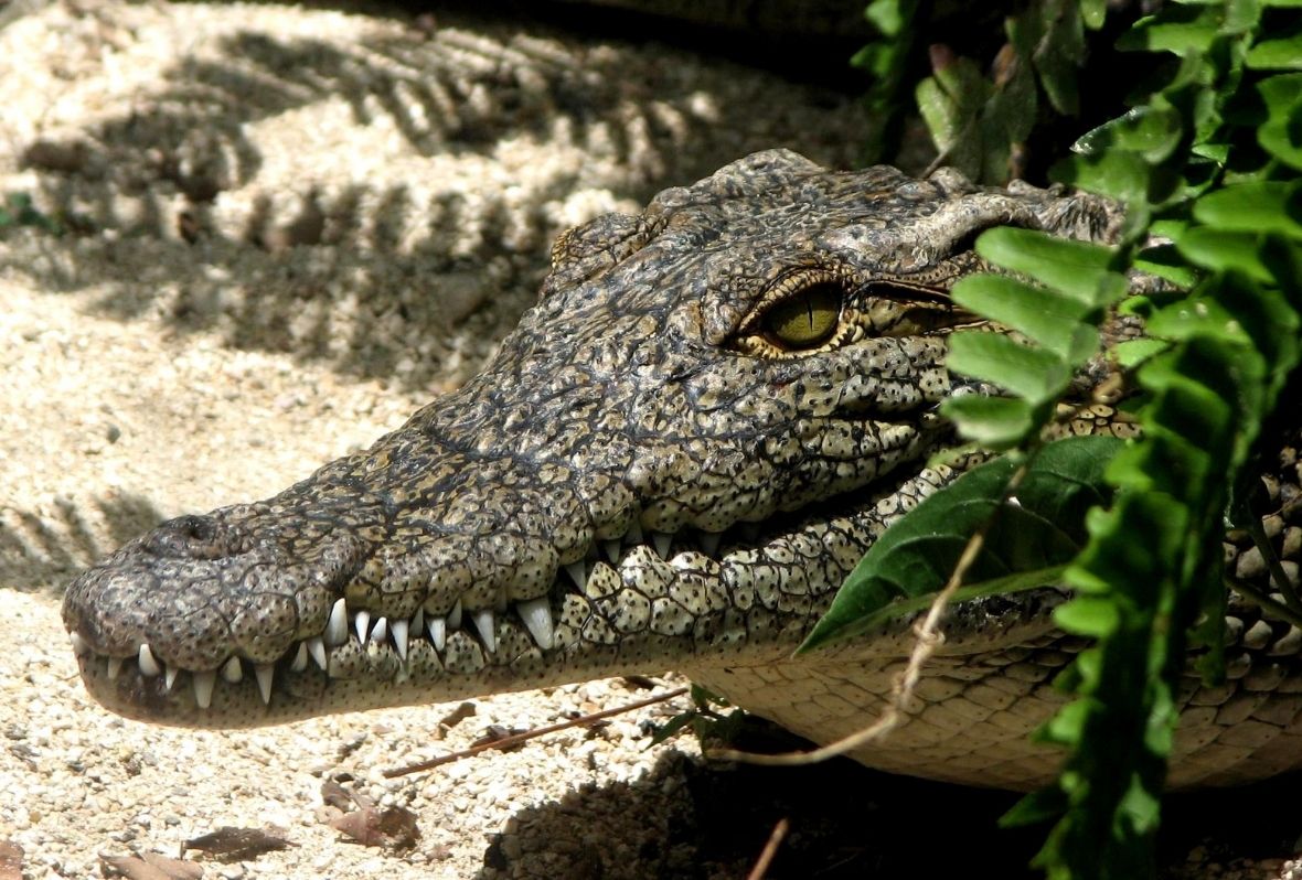 Los depredadores más grandes: Los cocodrilos | Blog Xochitla