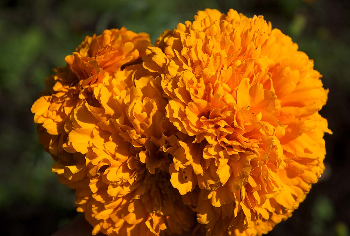 Cempasúchil, flor de la sabiduría del hombre | Blog Xochitla